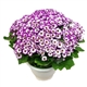 Pericallis