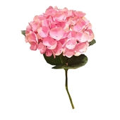 Hydrangea