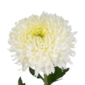 Chrysanthemum