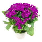 Mini Pericallis