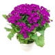 Mini Pericallis