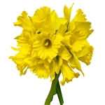 Daffodil (Narcissus) - 10 stems