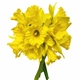 Daffodil (Narcissus) - 10 stems