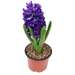 Hyacinthus