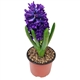 Hyacinthus
