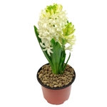 Hyacinthus