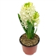 Hyacinthus
