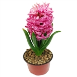 Hyacinthus