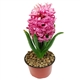 Hyacinthus