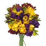 Freesia Bounches- 3 Different colors