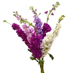 Matthiola - a bunch of 6 stems