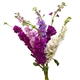 Matthiola - a bunch of 6 stems