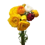 Ranunculus