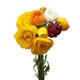 Ranunculus