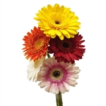 Gerbera - 5 Stems