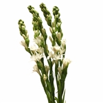 Tuberose - 5 stems