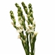 Tuberose - 5 stems
