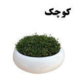 Grass in Small Bonsai Pot