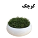 Grass in Small Bonsai Pot