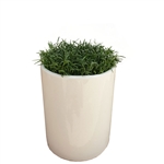 Grass in Tall Cilynder