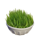 Grass in Round Small Bonsai Pot