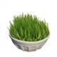 Grass in Round Small Bonsai Pot